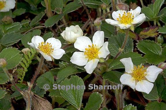 fragaria chiloensis 2 graphic